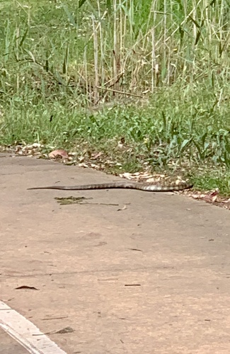 Tiger Snake sighting