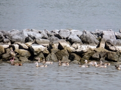 Alopochen aegyptiaca