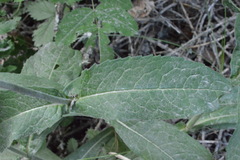Knautia dipsacifolia