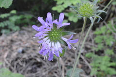 Knautia dipsacifolia