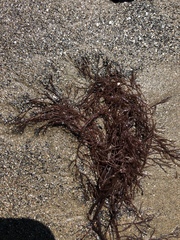 Gracilaria