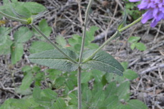 Knautia dipsacifolia