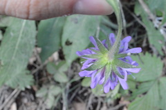 Knautia dipsacifolia