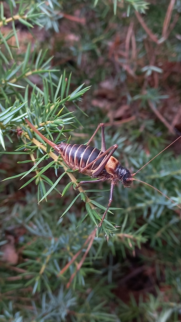 Stal's Saddle Bush-cricket