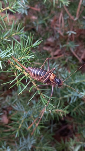 Stal's Saddle Bush-cricket