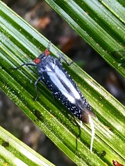 Lystra lanata