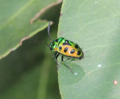 Chrysocoris eques