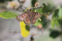 Ephyriades brunnea