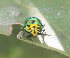 Chrysocoris eques