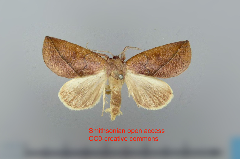 Euhemiceras