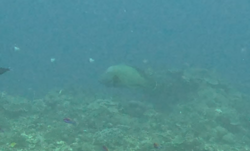 Napoleon wrasse