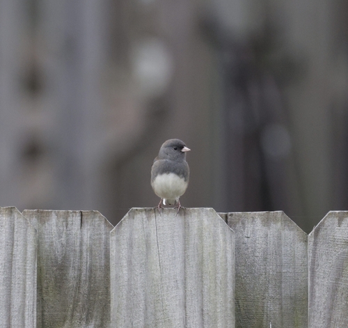 Dark-eyed Junco photographed in North Carolina