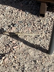 Aspidoscelis neotesselatus