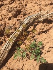 Cymopterus purpureus
