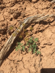 Cymopterus purpureus