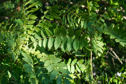 Image of Juglans ailantifolia by (c) WATANABE Hitoshi 渡辺仁, some rights reserved (CC BY)