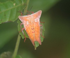 Tessaratomidae