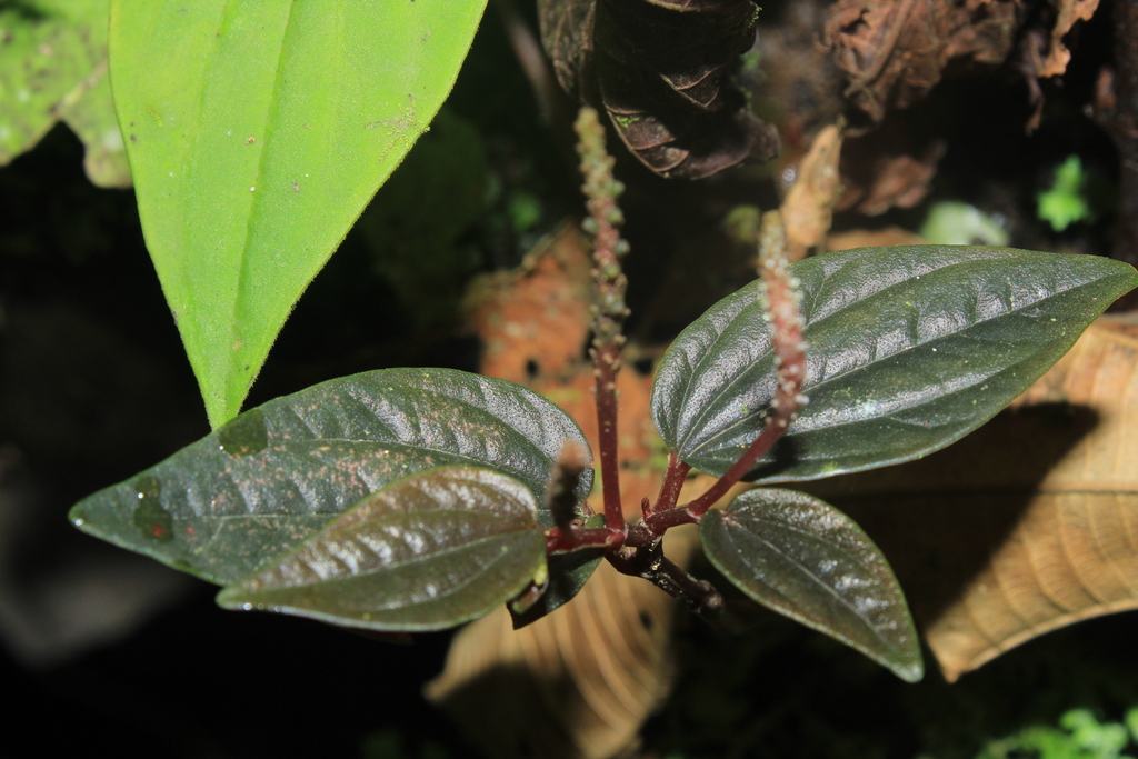 Peperomia laxiflora