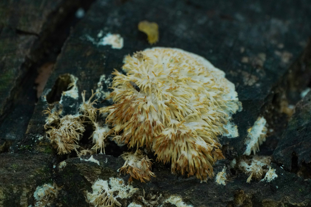 Radulomyces copelandii · November 2024 · photo: © tbc_watanabe (iNaturalist, cc-by)