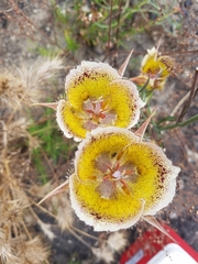 Calochortus weedii intermedius