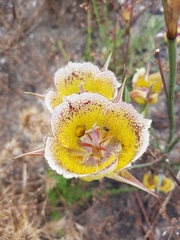 Calochortus weedii intermedius