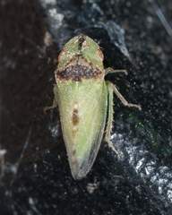 Xerophloea viridis