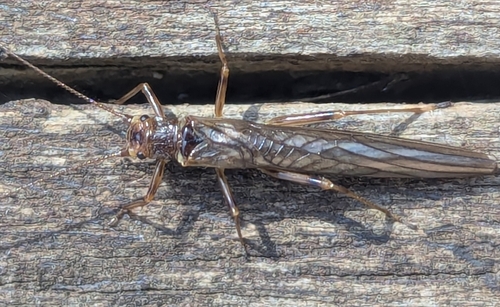 Willow Fly