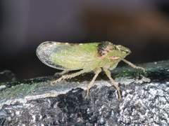 Xerophloea viridis