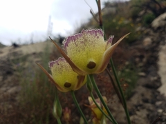 Calochortus weedii intermedius