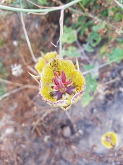 Calochortus weedii intermedius