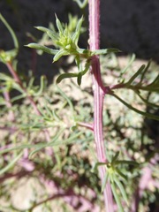 Salsola kali ruthenica
