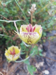 Calochortus weedii intermedius