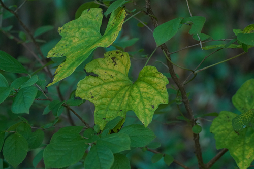 Maple-leaf mountain yam (Dioscorea quinquelobata)