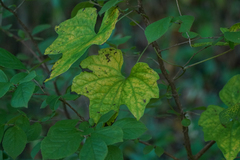 Dioscorea quinquelobata
