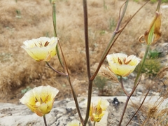 Calochortus weedii intermedius
