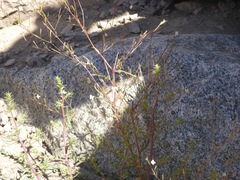 Salsola kali ruthenica
