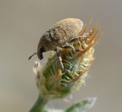 Larinus minutus