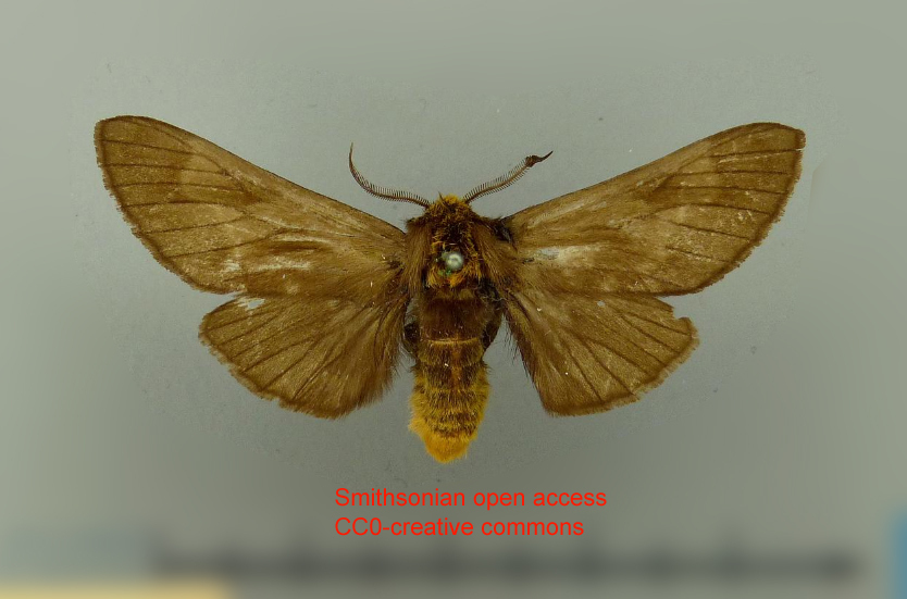 Eustema opaca