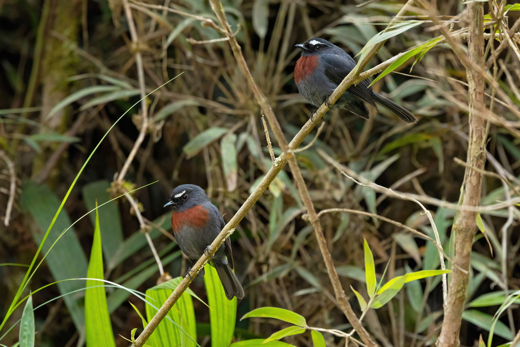 Ochthoeca thoracica thoracica