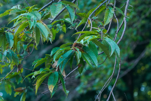 Image of Castanea crenata by (c) WATANABE Hitoshi 渡辺仁, some rights reserved (CC BY)