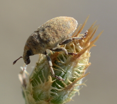 Larinus minutus