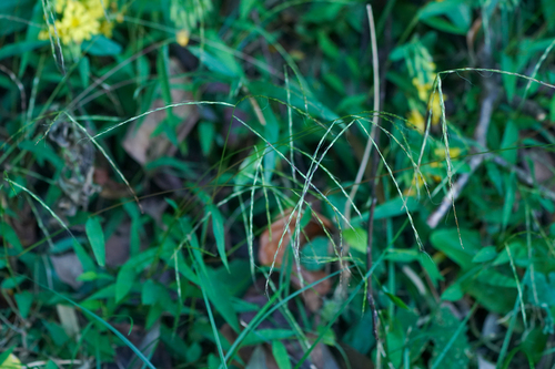 Image of Microstegium japonicum by (c) WATANABE Hitoshi 渡辺仁, some rights reserved (CC BY)