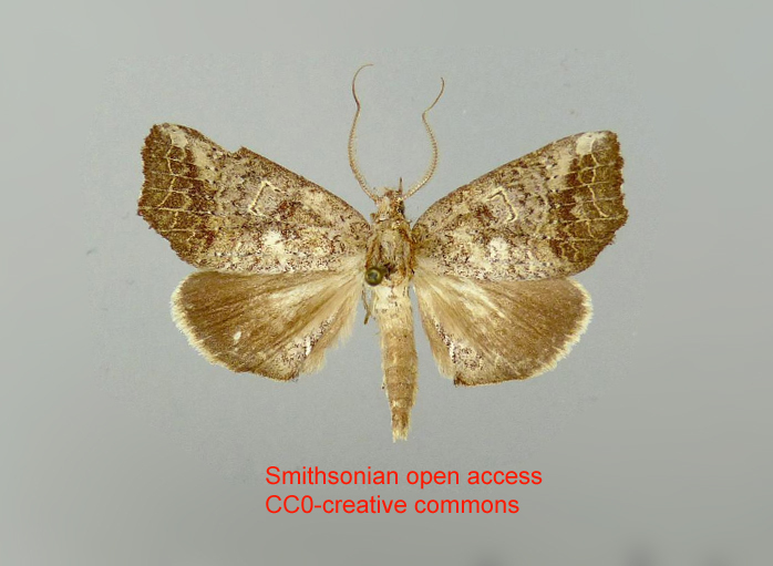 Euxoga amatura