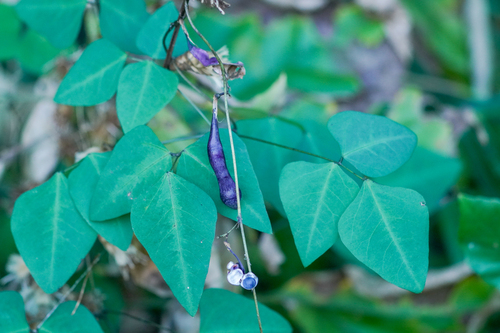 Image of Bijindo Bean (Dumasia truncata) by (c) WATANABE Hitoshi 渡辺仁, some rights reserved (CC BY)