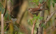 Thamnophilus ruficapillus