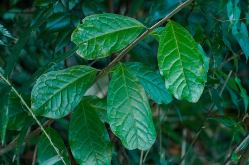 Orixa japonica, photograph 6