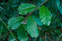 Orixa japonica, photograph (c) WATANABE Hitoshi 渡辺仁, some rights reserved (CC BY)