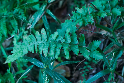 Image of Deparia conilii by (c) WATANABE Hitoshi 渡辺仁, some rights reserved (CC BY)