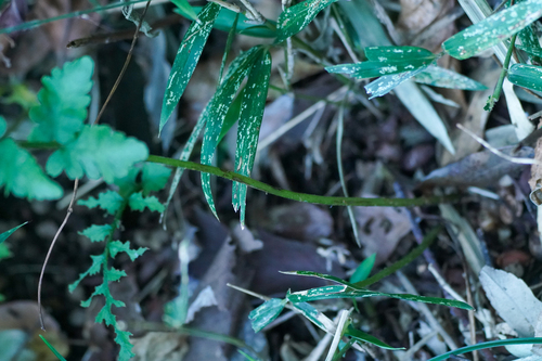 Image of Deparia conilii by (c) WATANABE Hitoshi 渡辺仁, some rights reserved (CC BY)