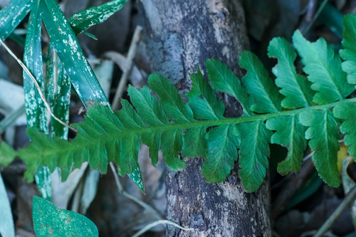 Image of Deparia conilii by (c) WATANABE Hitoshi 渡辺仁, some rights reserved (CC BY)